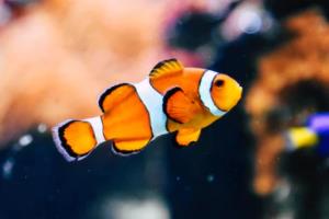 曼联主教练透露球队下次比赛战术调整